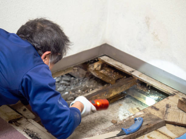 Best Local Mold Removal Service  in Goshen, IN