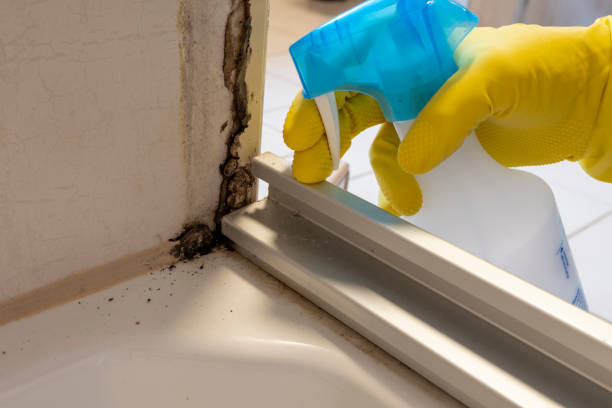Best Black Mold Removal  in Goshen, IN