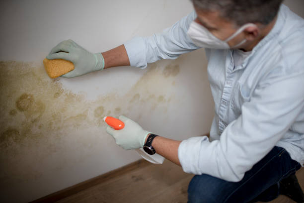 Best Mold Removal Process  in Goshen, IN