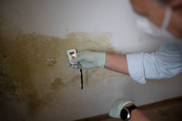 Mold Removal Process in Goshen, IN