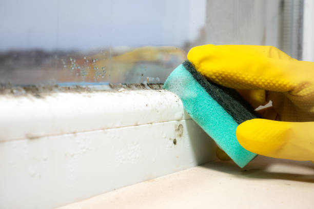 Best Crawl Space Mold Removal  in Goshen, IN