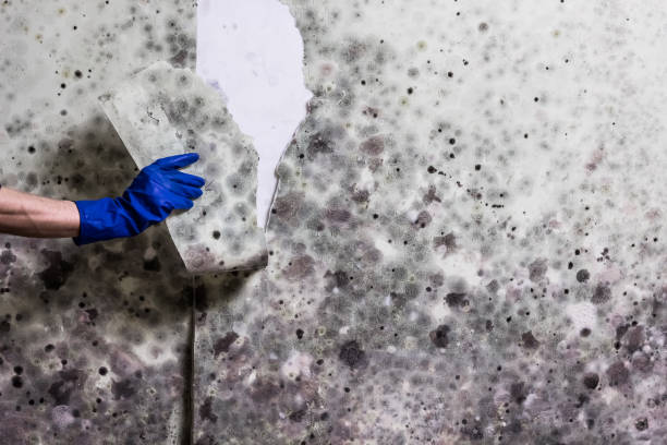 Best Residential Mold Removal  in Goshen, IN