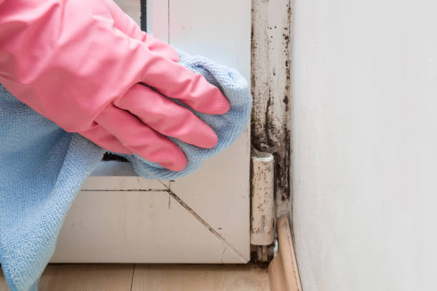 Best Attic Mold Removal  in Goshen, IN