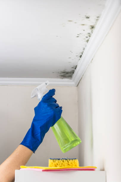 Best Emergency Mold Removal  in Goshen, IN